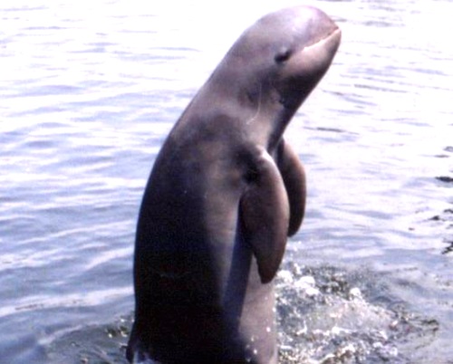 IIT Madras helps Chilika Lake to triple Irrawaddy Dolphin