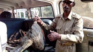 Peacock death in Odisha - not due to bird flu