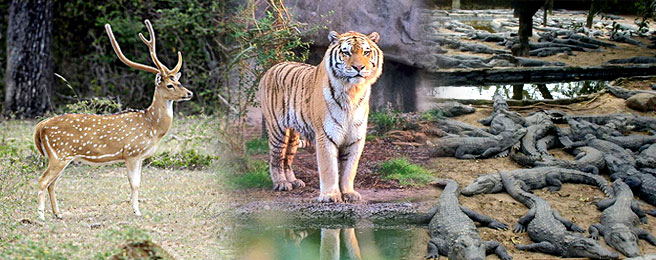 Management plan for endangered wildlife species in Odisha - Update Odisha- Odisha News I Latest News