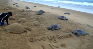 Hundreds of dead turtles found at Puri beach; Sudarsan appeals for conservation