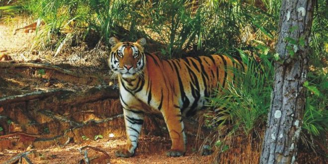 Odisha to rationalize Satkosia tiger reserve boundary