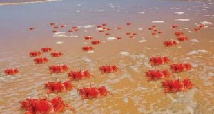 Red Ghost Crabs appears in lakhs along Puri coast, Chilika