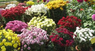 Thousands throng to witness Flower Show- 2016