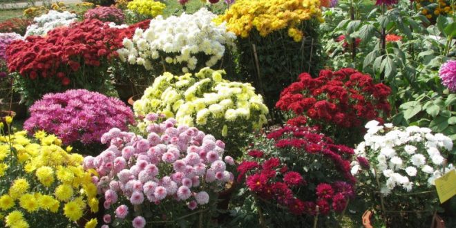 Thousands throng to witness Flower Show- 2016