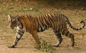 Tiger census in Odisha to start from Feb 5