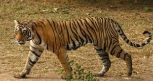 Tiger census in Odisha to start from Feb 5