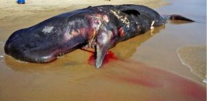 Carcass of 33 ft sperm whale found along Odisha coast