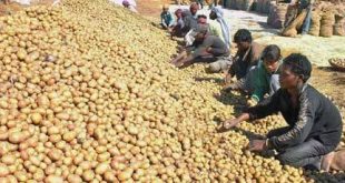 Potato crisis Odisha: Potato Remains Too Hot To Handle in Odisha