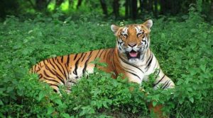Satkosia Tiger Reserve Faces Big Cat Extinction