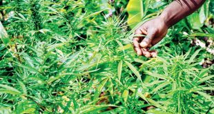 Hemp, Cannabis, Liquor Worth Rs 467.53 Cr Seized In Odisha