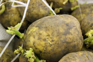 Odisha Signs MoU With Utkal Tubers For Potato Seed Production