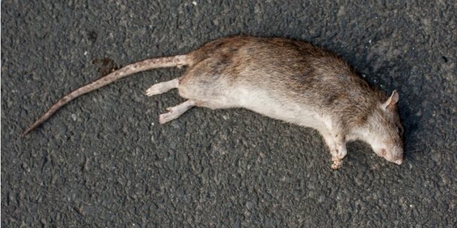 Rodents, Cats, Snakes Found Dead In Kendrapada