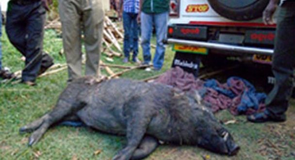 Wild Boar Lynched To Death For Attacking Old Man In Kendrapada