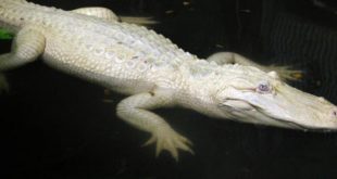India's Only White Crocodile Gori's Eggs Fail To Hatch Again