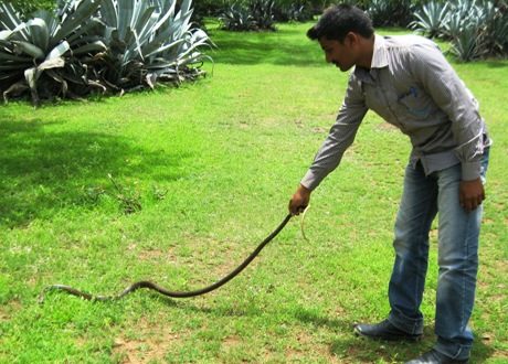 snakes rescued