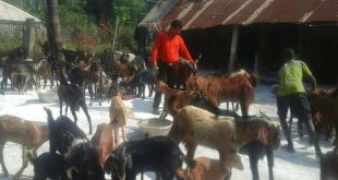 youth shuns corporate job to take up goat rearing