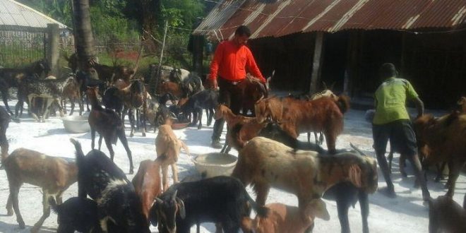 youth shuns corporate job to take up goat rearing