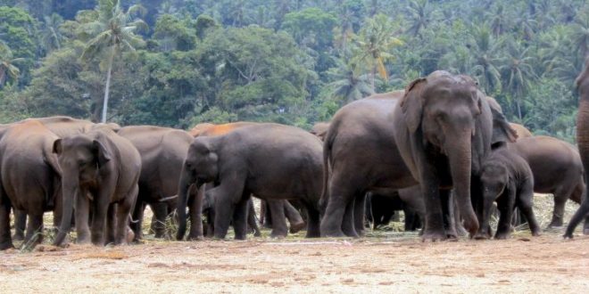 2017 Elephant Census