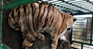 Tigress Rebati dies at Nandankanan Zoological Park