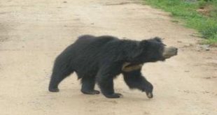 Two villagers critical in wild bear attack in Ganjam