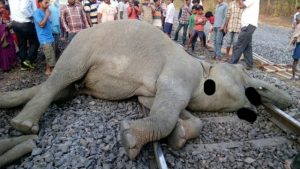 4 elephants killed in train accident in Jharsuguda