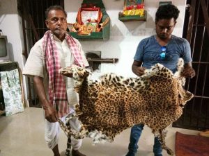 Leopard skin seized in Odisha, two detained