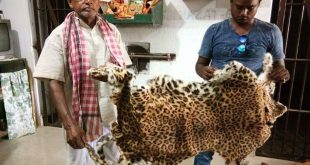 Leopard skin seized in Odisha, two detained