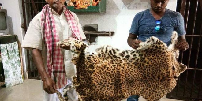 Leopard skin seized in Odisha, two detained