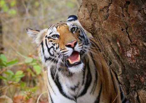 Royal Bengal Tiger brought from MP released into Odisha forest