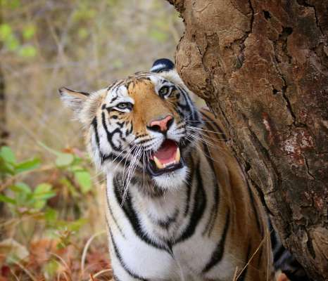 Royal Bengal Tiger brought from MP released into Odisha forest - Update ...