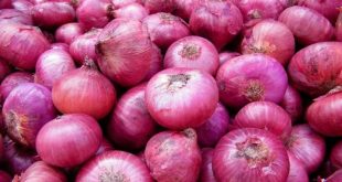 Odisha govt imposes stock limits to check rising onion price
