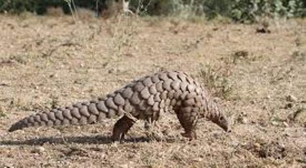 Inter-state pangolin smuggling racket busted in Odisha, two arrested