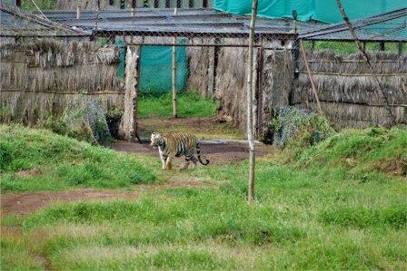 Tigress Sundari released into Satkosia Tiger Reserve