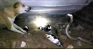 Dog fights poisonous snake to save puppies in Odisha