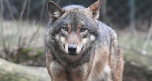 Nandankanan Zoological Park welcomes grey wolves