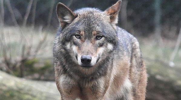 Nandankanan Zoological Park welcomes grey wolves