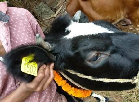 BMC starts ear tagging of cattle to stop cattle menace on roads