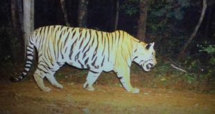 Carcass of tiger with head severed found in Debrigarh Wildlife Sanctuary
