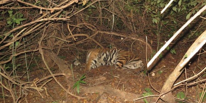 Tiger translocated from Madhya Pradesh to Odisha dies