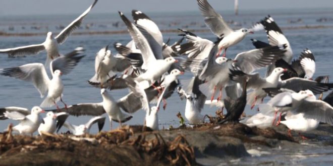 Annual bird census to begin in Chilika Lake on Jan 5