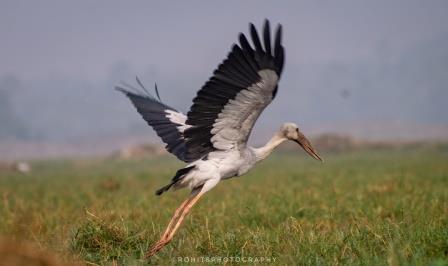 Mangalajodi bird sanctuary