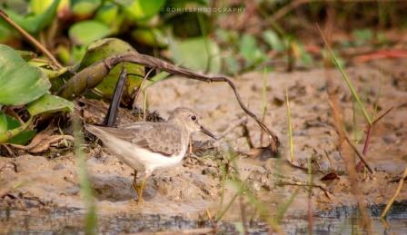 Mangalajodi: A Paradise for Avian Fauna