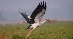 Mangalajodi: A Paradise for Avian Fauna