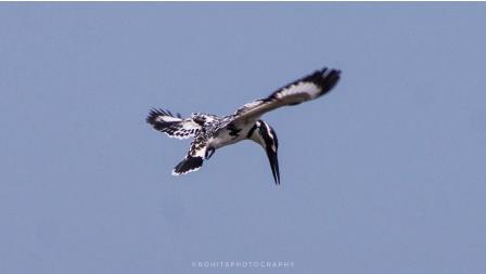 Mangalajodi bird sanctuary