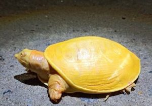 Rare yellow turtle