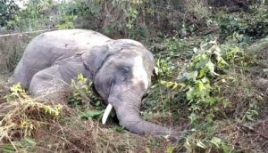 Elephant killed by train