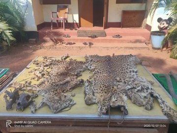 Leopard hides seized