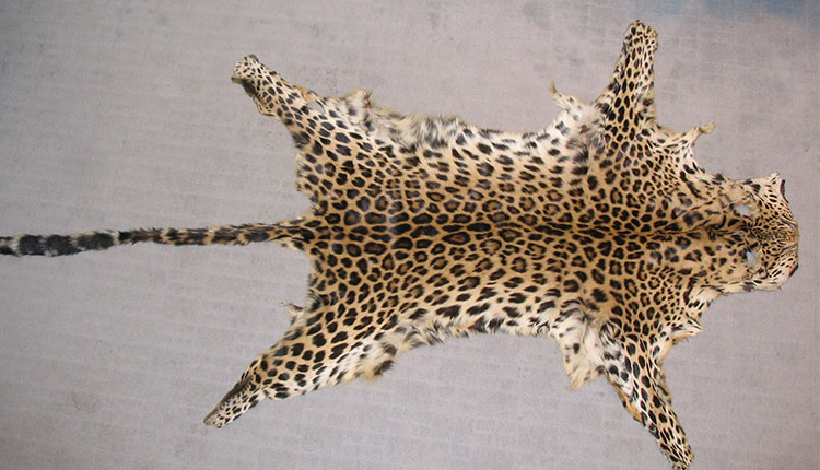 Leopard skin seized