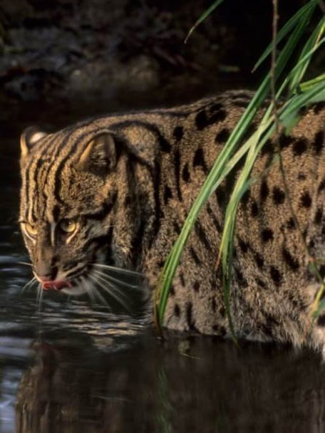 World’s first population estimation of Fishing Cat