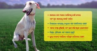 Mudhol hound in odisha police